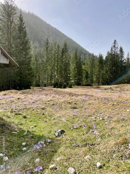 Obraz spring in the mountains