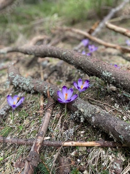 Obraz spring flowers