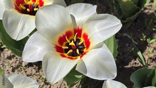 Obraz Red and white tulip