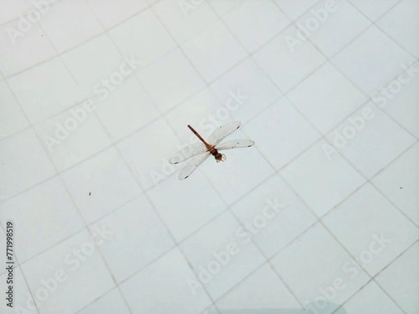 Obraz 수영장 물에 빠진 잠자리