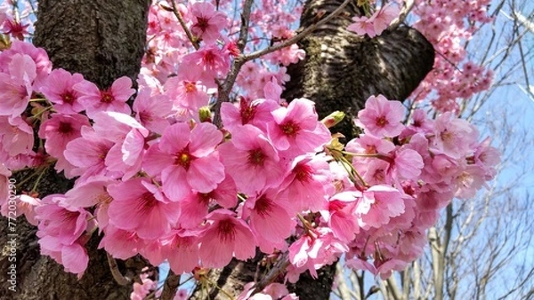 Obraz 濃いピンクの桜