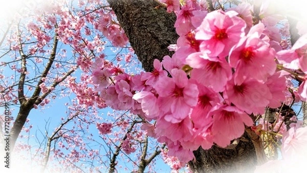 Obraz 濃いピンクの桜