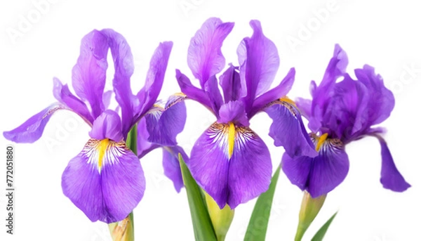 Fototapeta 花菖蒲　菖蒲　知恵・雄弁　梅雨の花