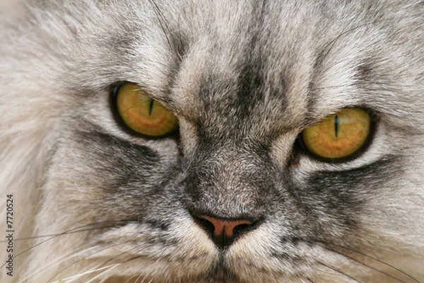 Fototapeta Angry cat