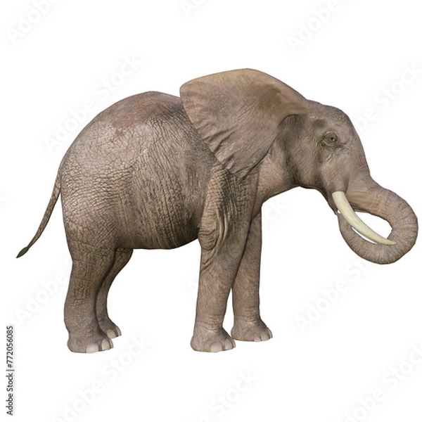 Fototapeta African elephant depicted in various poses and angles, pose #03. 3D model, PNG.