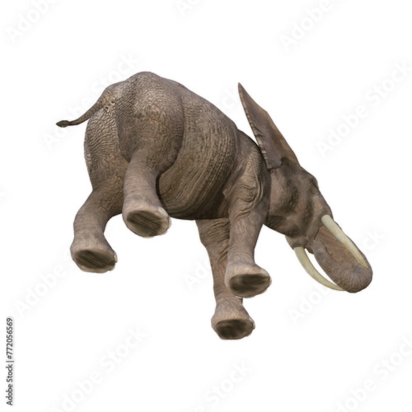 Obraz African elephant depicted in various poses and angles, pose #03. 3D model, PNG.
