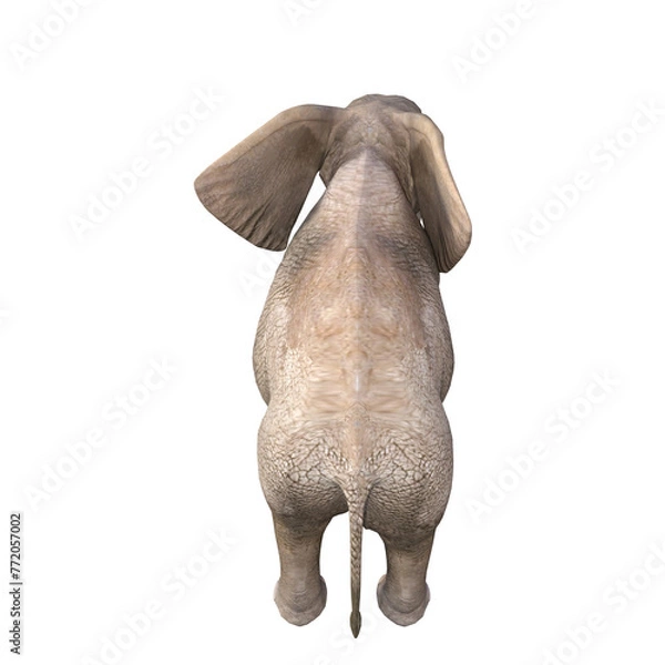 Fototapeta African elephant depicted in various poses and angles, pose #03. 3D model, PNG.