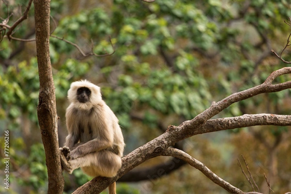 Obraz Black monkeys in tree in Rishikesh, India