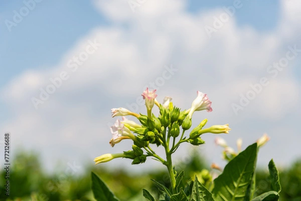Fototapeta Fresh green tobacco plantation under sunlight, showcasing vibrant leaves. Known for its traditional uses and unique properties in herbal and medicinal applications.
