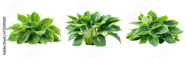 Fototapeta Clustered Lush Hosta Plants with Vibrant Green Leaves on Transparent Background.