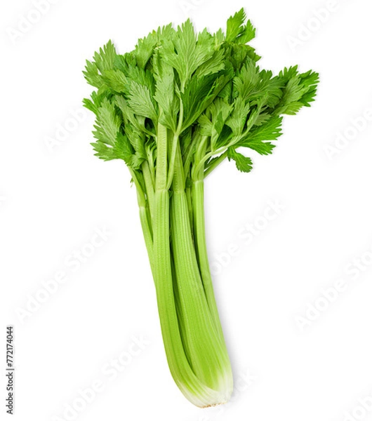 Fototapeta celery on isolated white background