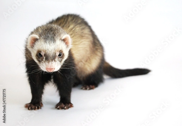 Obraz furet