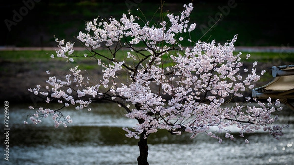 Fototapeta Cherry Blossom