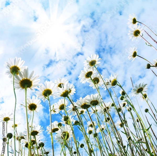 Obraz Camomiles against the blue sky. A look with a bottom.