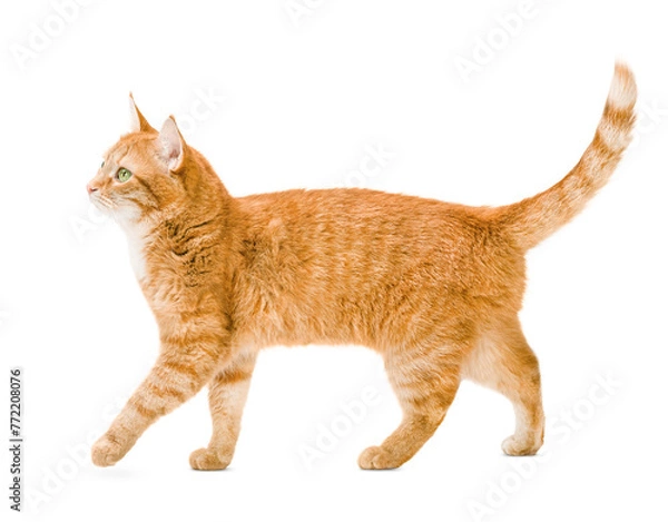Fototapeta ginger cat walks on a white isolated background