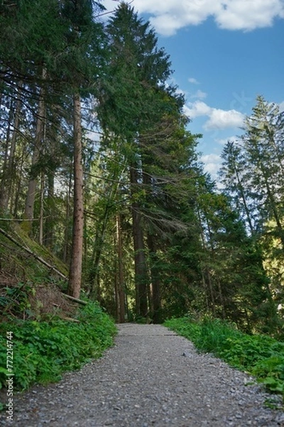 Obraz path in the forest