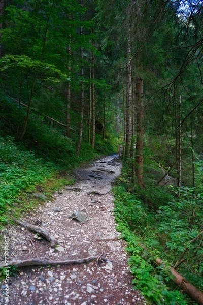 Obraz path in the forest