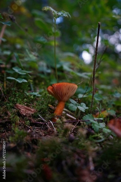 Obraz mushrooms in the forest