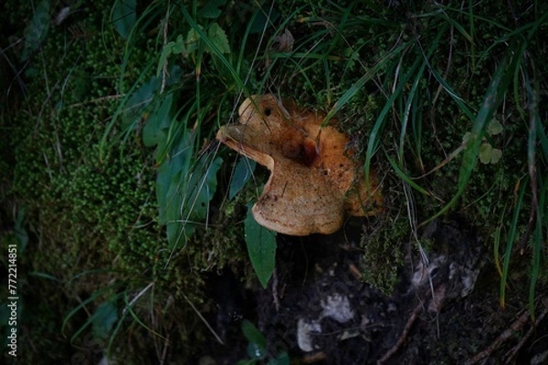 Obraz mushroom in the forest