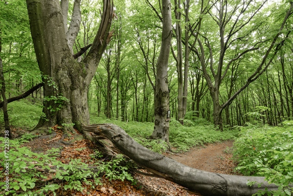 Obraz beautiful view of the forest Poloniny