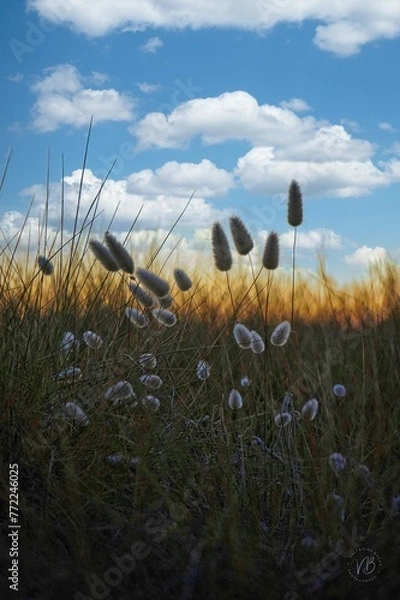 Obraz grass in the field