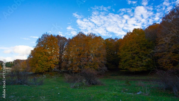 Obraz autumn in the forest