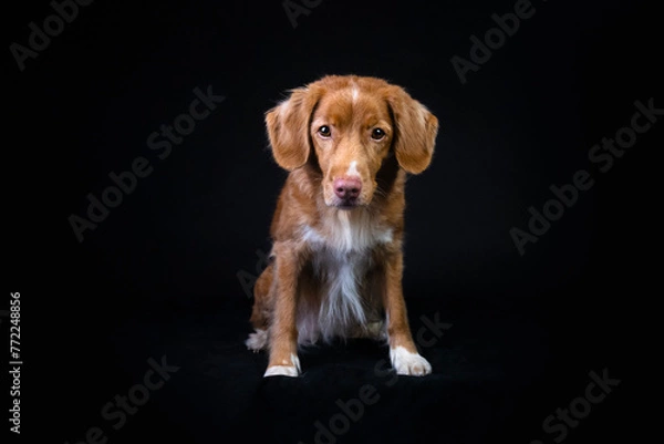 Obraz Pies na czarnym tle