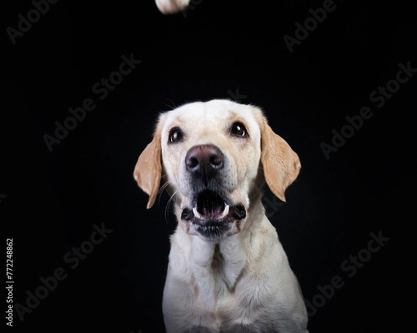 Obraz Pies na czarnym tle