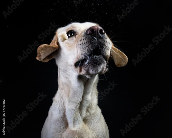 Obraz Pies na czarnym tle
