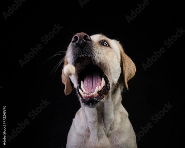 Obraz Pies na czarnym tle