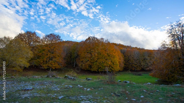 Obraz autumn landscape with trees
