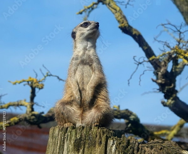 Obraz Meerkat