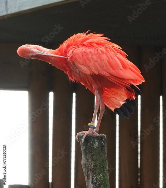 Obraz Scarlet ibis