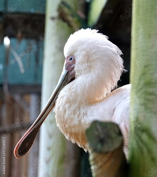 Obraz Spoonbill