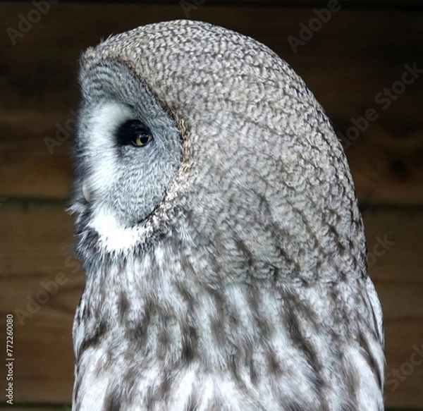 Obraz Great grey owl