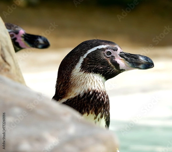 Obraz Humboldt penguin