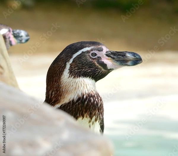 Obraz Humboldt penguin