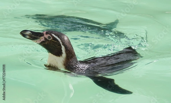 Obraz Swimming penguins 