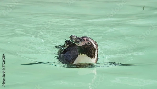Obraz Swimming penguins 