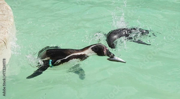 Obraz Swimming penguins 