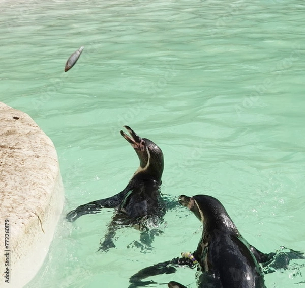 Obraz Swimming penguins 