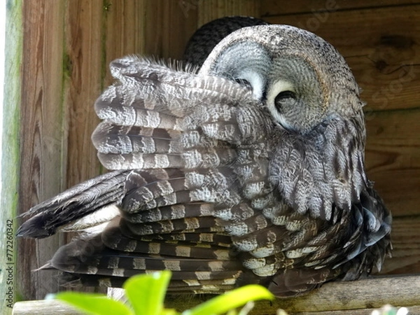 Obraz Great grey owl preening
