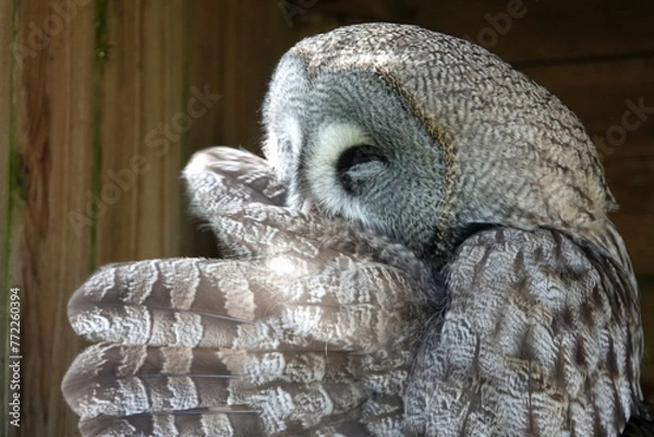 Obraz Great grey owl preening