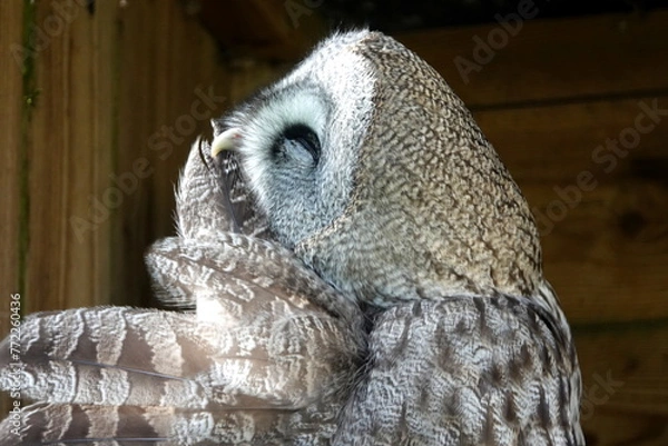 Obraz Great grey owl preening