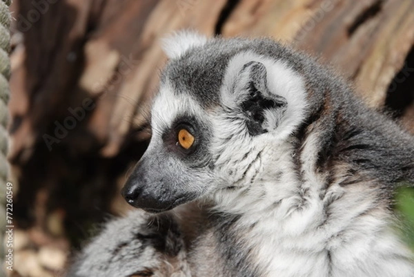 Obraz Ring tailed lemur