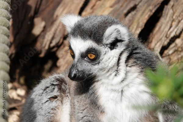 Obraz Ring tailed lemur