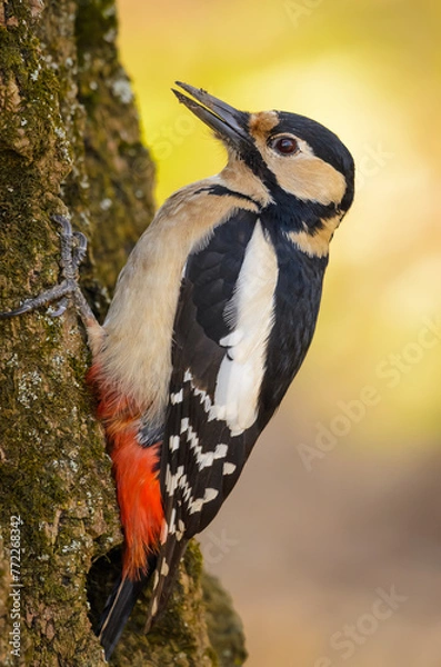 Obraz woodpecker