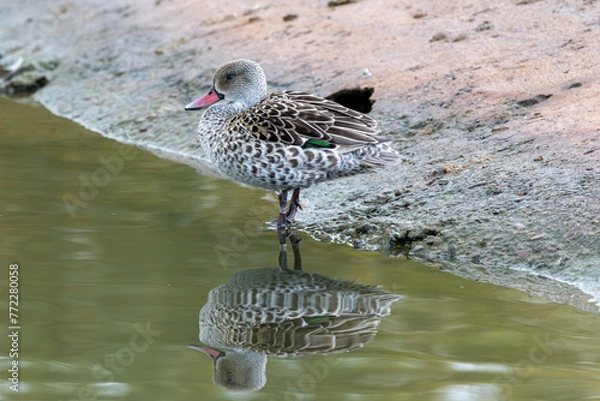 Obraz cape teal duck