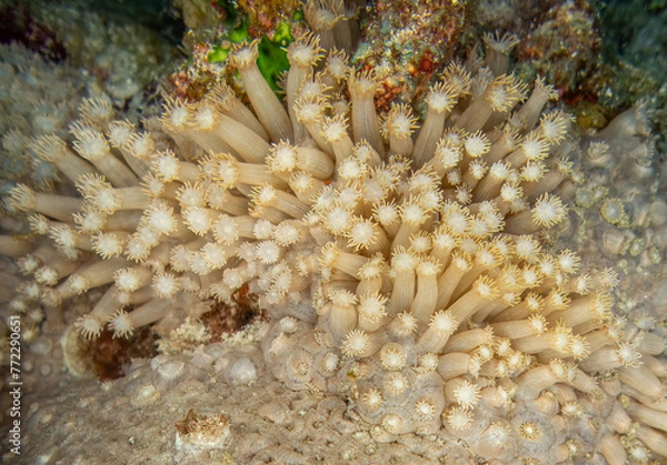 Obraz Corail mou Maldives