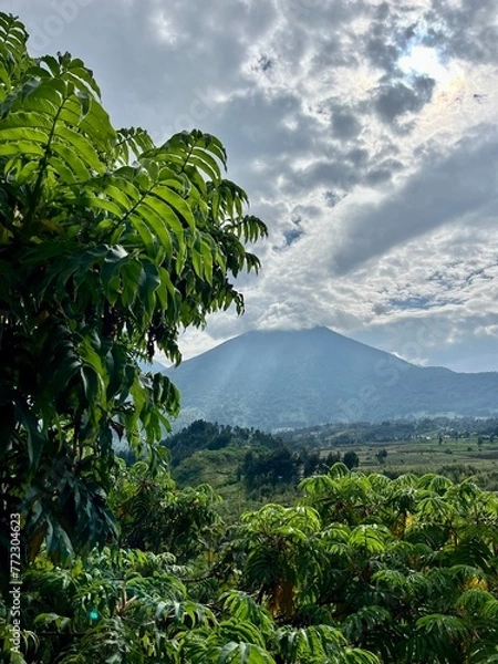 Fototapeta Virunga volcano Bisoke with clouds and a typical Hagenia tree (African Redwood) in the foreground 